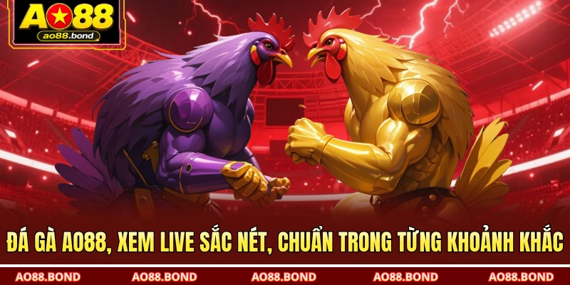 Đá gà AO88, xem live sắc nét, chuẩn trong từng khoảnh khắc